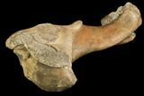 Pleistocene Aged Fossil Bison Humerus Bone - Kansas #150449-3